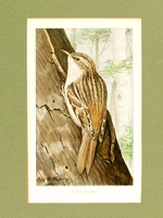 Brown Creeper - 1901