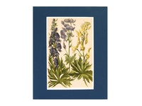 Monk's-Hood - 1904 Chromolithograph