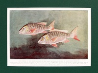 Muttonfish - 1939 Print