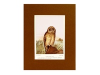 Short-Eared Owl - 1901 Color Print