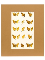 Skippers-Plate 34 - 1951