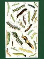 Caterpillars - 1951
