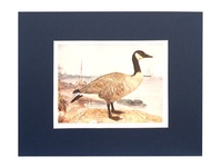 Canada Goose - 1902