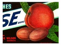 Rose Georgia Peaches