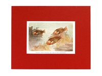 Parrotfish - 1939 Color Print