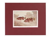 Rock Hind - 1939 Color Print