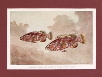 Rock Hind - 1939 Print