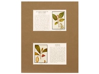 Juneberry Pawpaw Trees - 1934