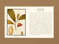 Juneberry Pawpaw - 1934