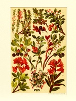 Alpine Shrubs - 1904