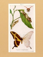 Swallow-tail Butterfly