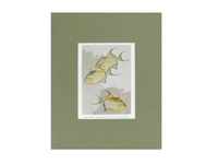 Triggerfish - 1939 Color Print