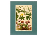 Crowfoots - 1904 Chromolithograph