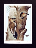 Flicker - 1901 Print