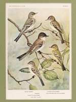 Flycatchers - 1934 Plate