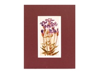 Fringed Gentian - 1929