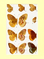 Satyrs-Fritillaries-1951