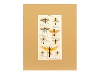 Sphecoidea Wasps - 1948