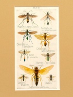 Sphecoidea Wasps - 1948