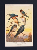 Swallows - 1934 Plate
