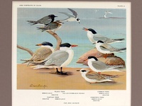 Terns - 1934