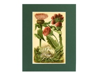 Thistles - 1904 Chromolithograph