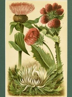 Thistles - 1904