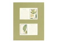 Tulip - Magnolia Trees - 1934