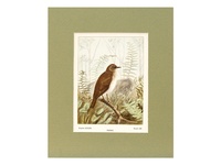 Veery - 1901 Color Print