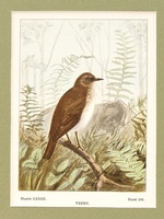 Veery - 1901 Color Print