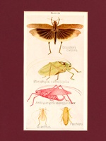 Grasshoppers - 1948