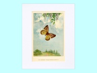 Grey Emperor Butterfly - 1926