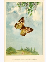 Grey Emperor Butterfly