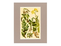 Alpine Shrubs 3 - 1904 Chromolithograph