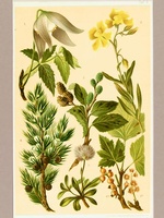 Alpine Shrubs 3 - 1904