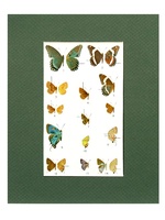 Admiral Butterflies-1951