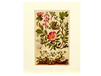 Alpine Shrubs 2 - 1904 Chromolithograph