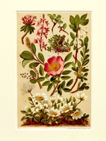 Alpine Shrubs 2 - 1904