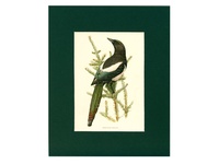 American Magpie - 1901