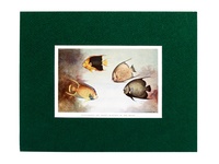 Angelfish - 1939 Color Print