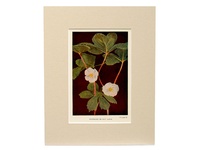 Mandrake - 1923 Vintage Color Print