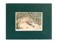 Pipefish - 1939 Color Print