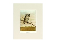 Screech Owl - 1901
