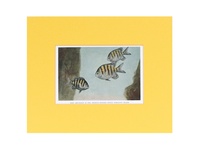 Sergeant Major - 1939 Color Print