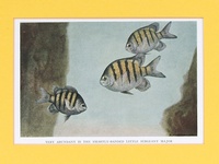 Sergeant Major - 1939