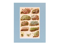Cushion Alpine Plants - 1904 Chromolitho