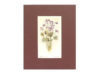 Bird-foot Violet - 1929