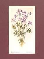 Bird-foot Violet - 1929