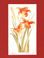 Day Lily - 1929
